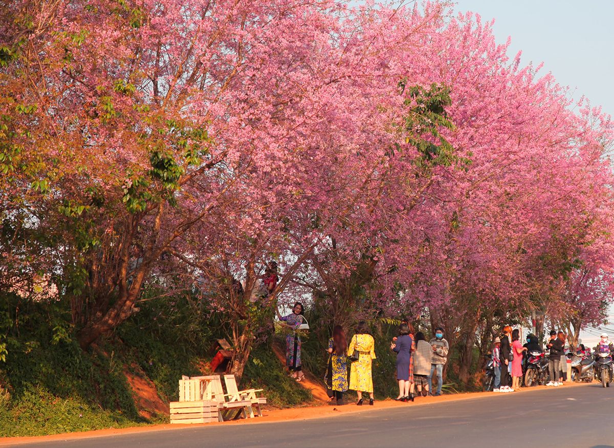 Màu sắc điện ảnh Cuối Năm ở Đà Lạt Có Gì ?